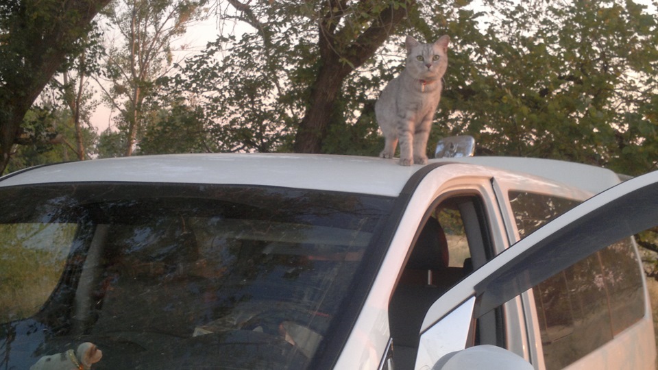 Starex & Cat = 5