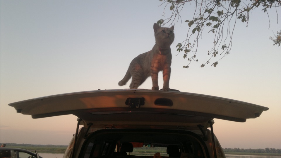 Starex & Cat = 2