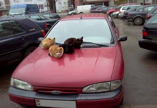 Тварини гріються під/на авто 5