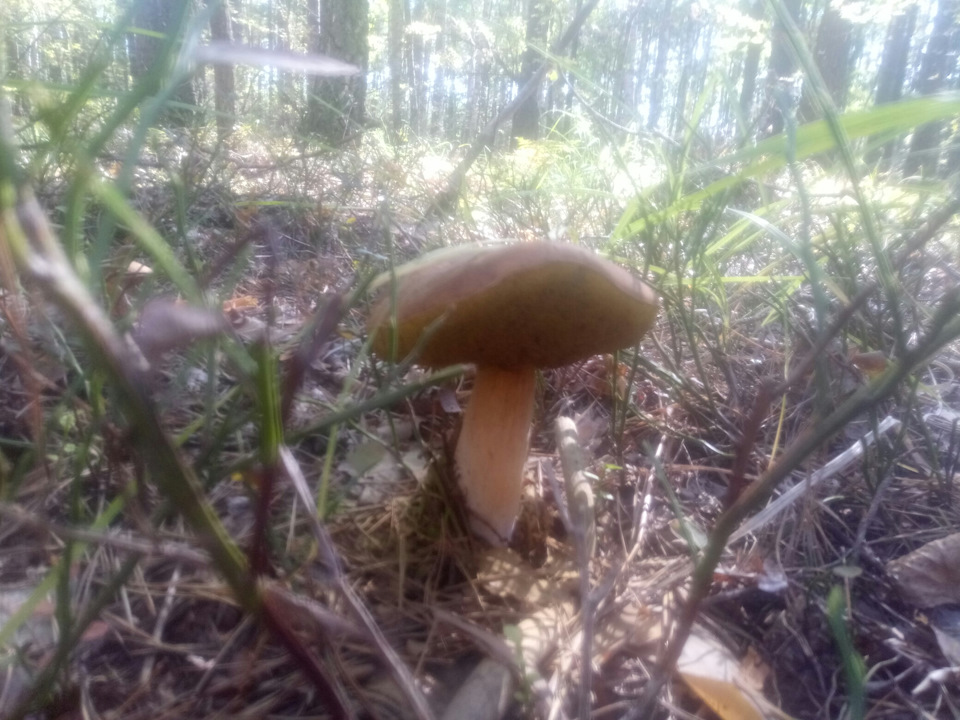 Сезон 🍄 3