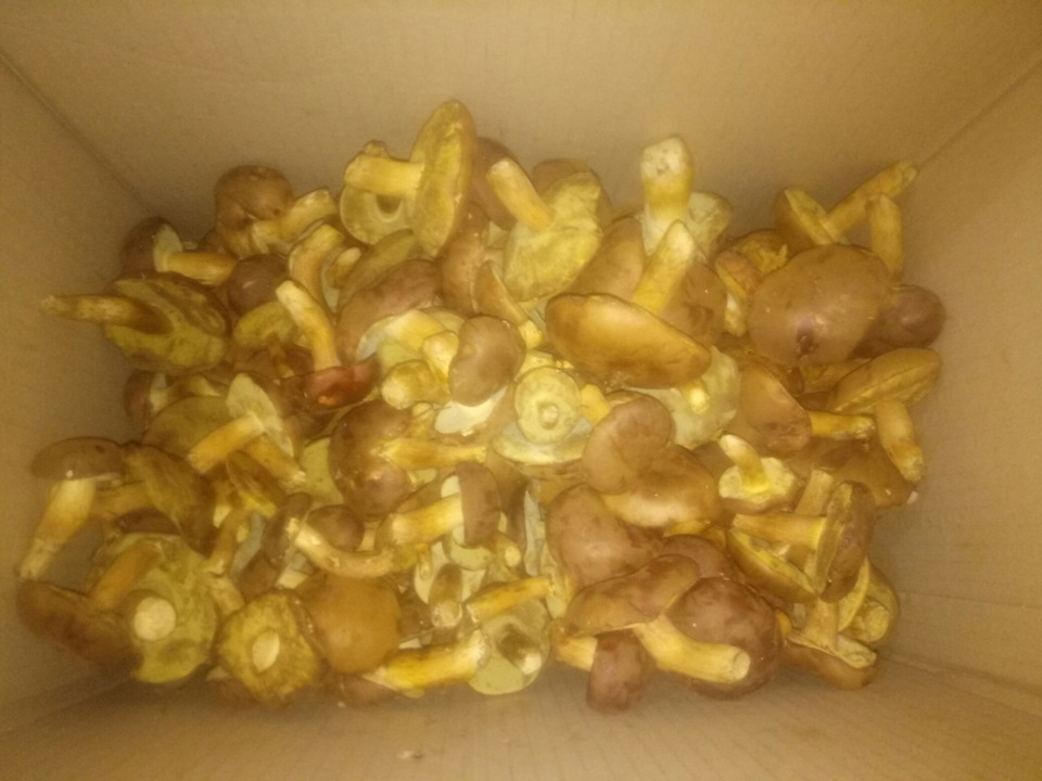 Сезон 🍄 4