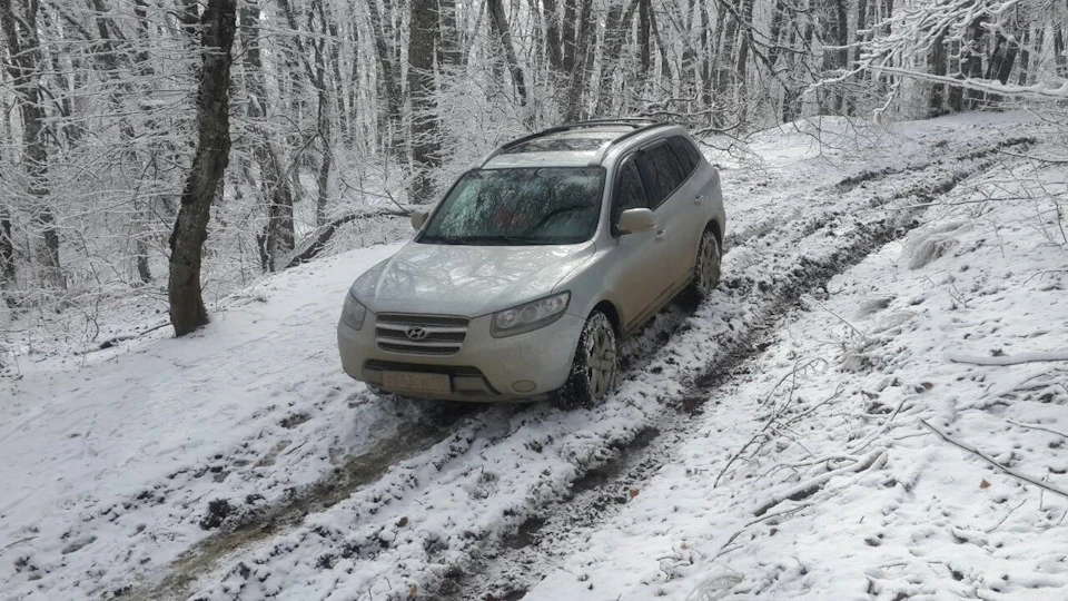 Покотушки лісом.