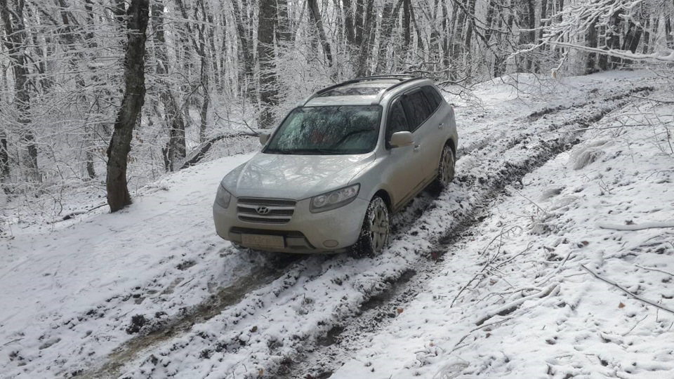 Покотушки лісом. 1
