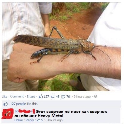 Цвіркун, мати його ... 1