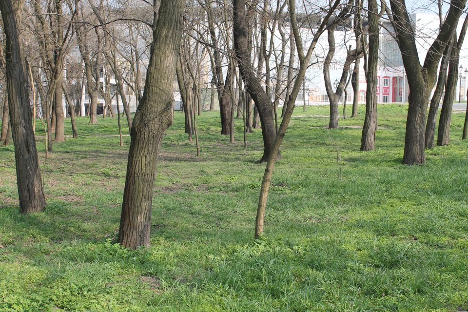 Заїхав у парк 1