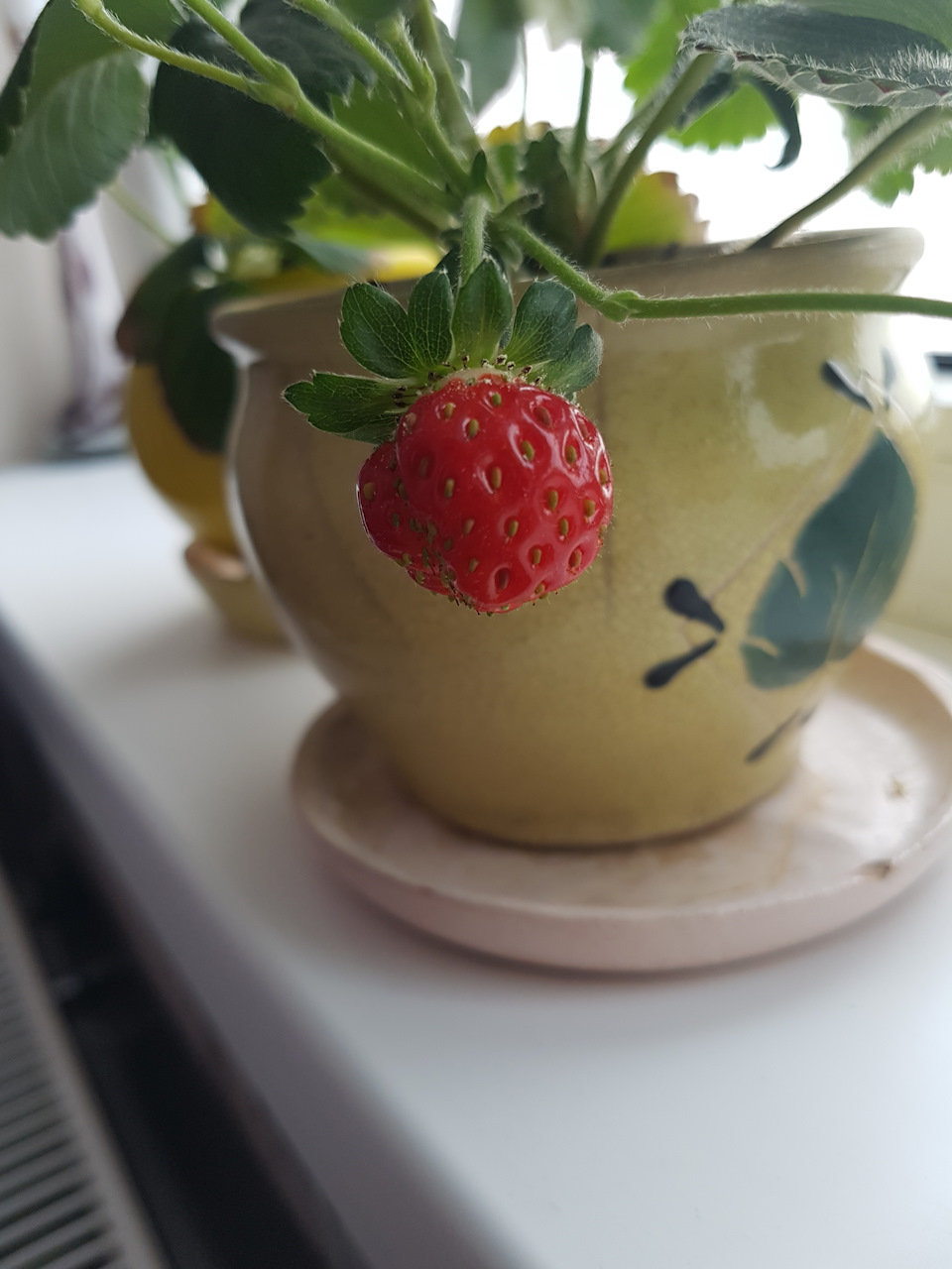 Живий подарунок 4