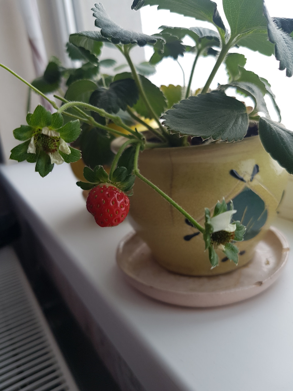 Живий подарунок 3