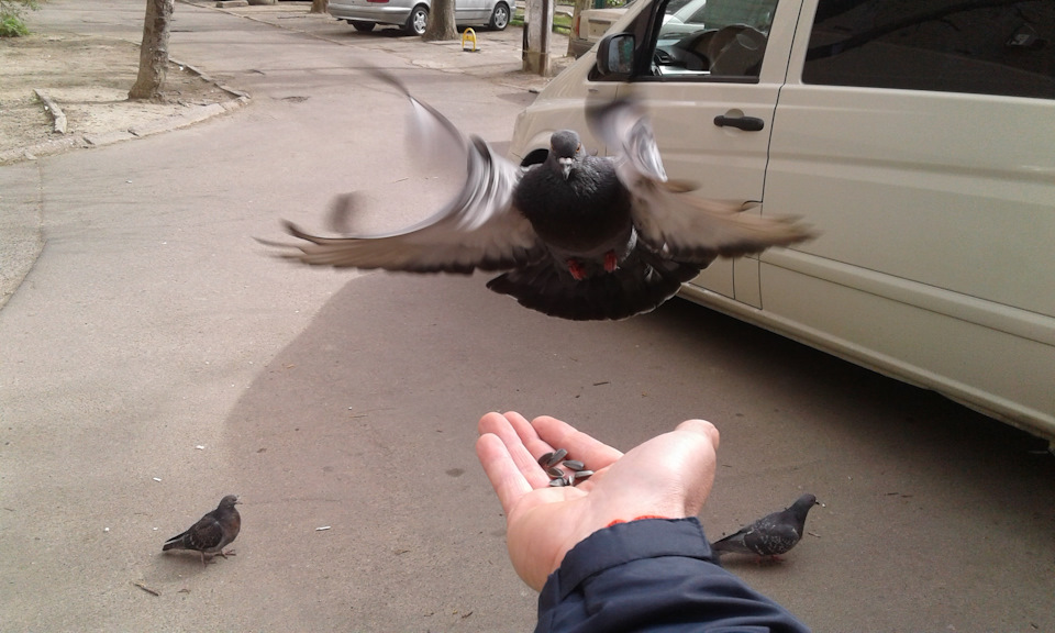 Продано 1