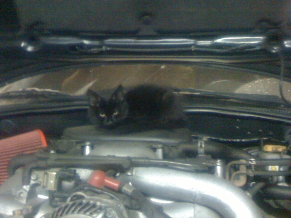 КОТЕ-автолюбитель! :) 2