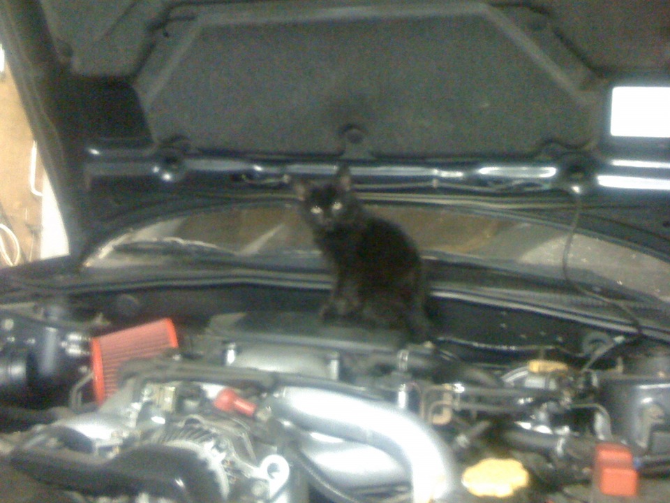 КОТЕ-автолюбитель! :) 4