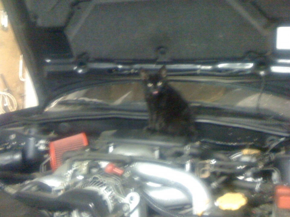 КОТЕ-автолюбитель! :) 3