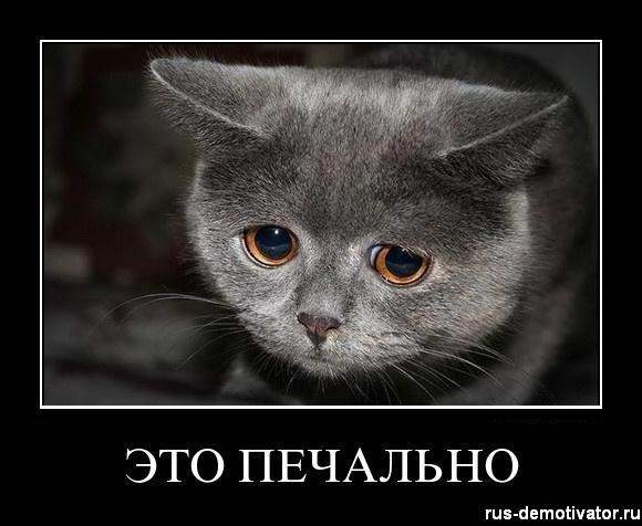 відбулася несподівана пригода 1