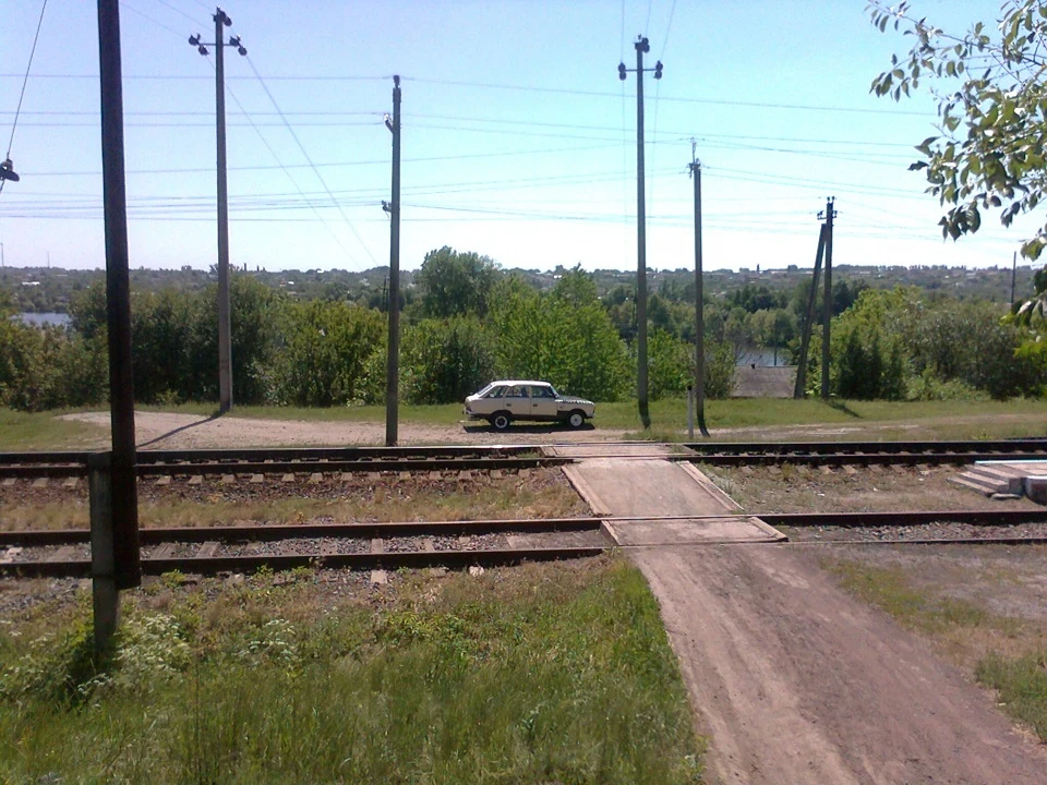 Фото Іжика на природі