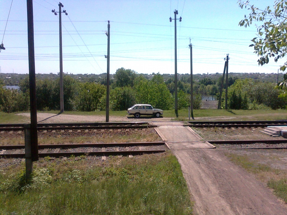 Фото Іжика на природі 1