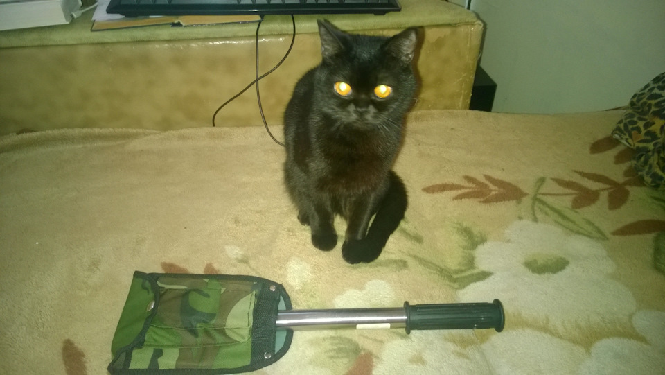 Ніштяки, подарунок та спостереження))) 1