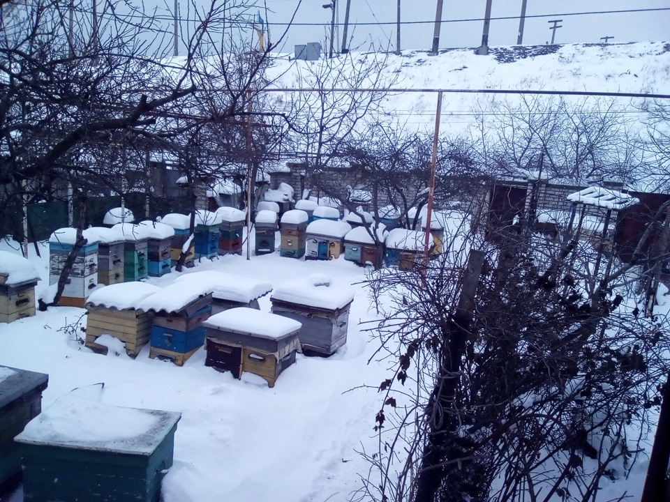 Зима в Одесі, січень 2016 3