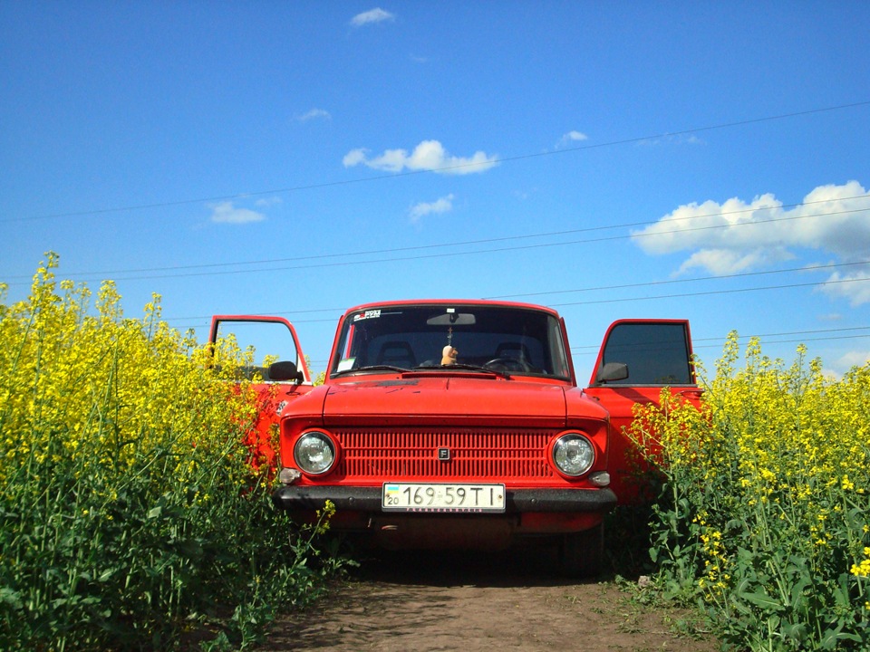 Поле ріпаку 4