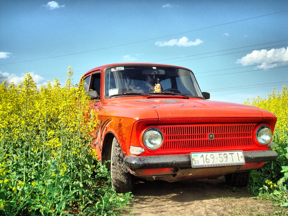Поле ріпаку 5