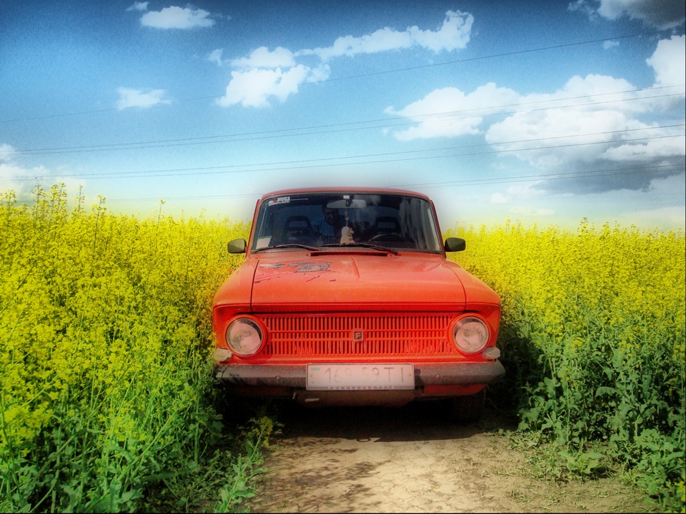 Поле ріпаку 1