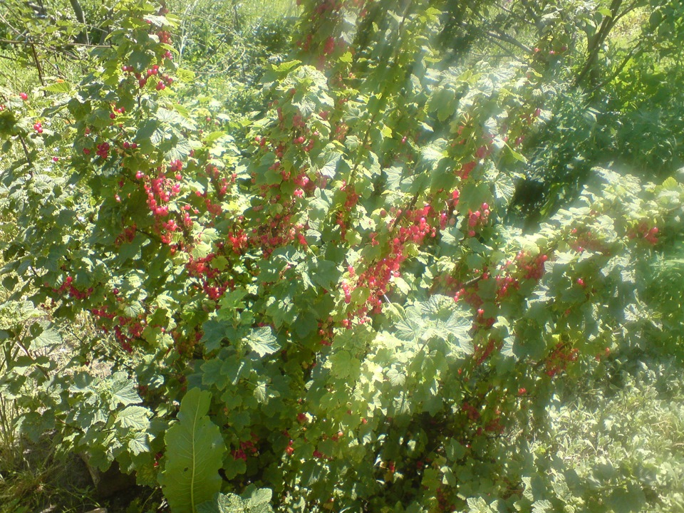 дача (приїхали) 4