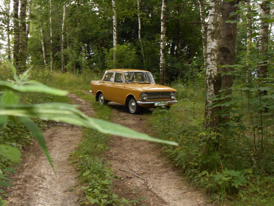 на природі у лісі 4