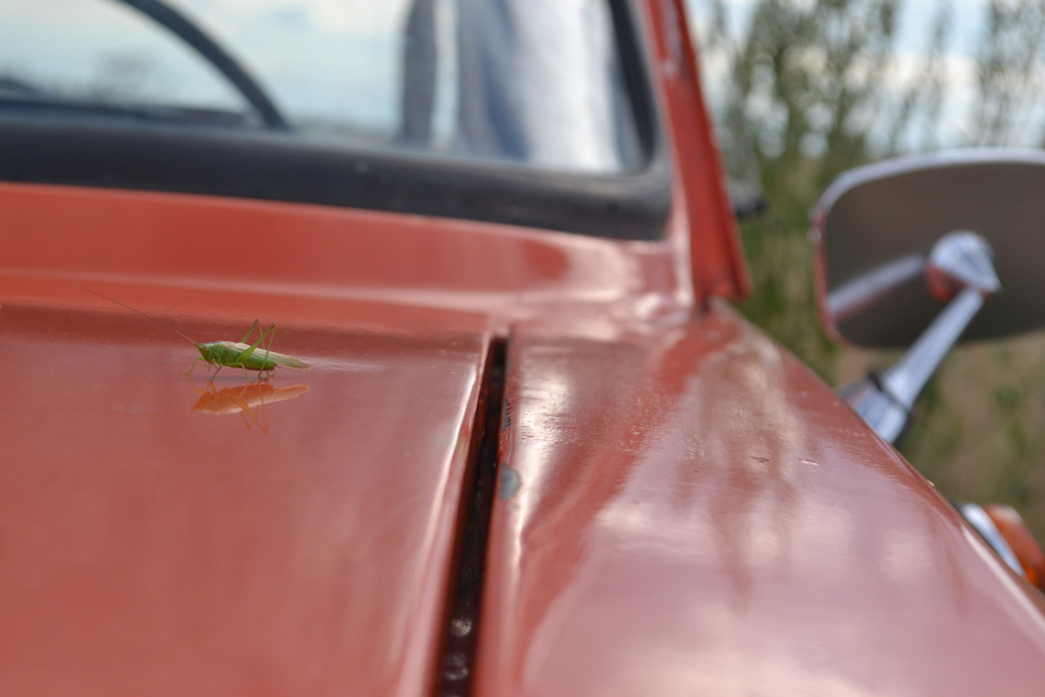 Перший фотосет рижика 3