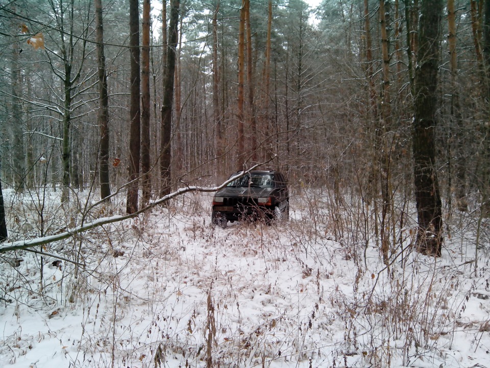 Лісові покотушки 5