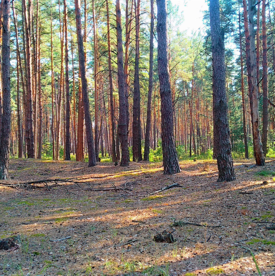 Невелика подорож на дачу. 2