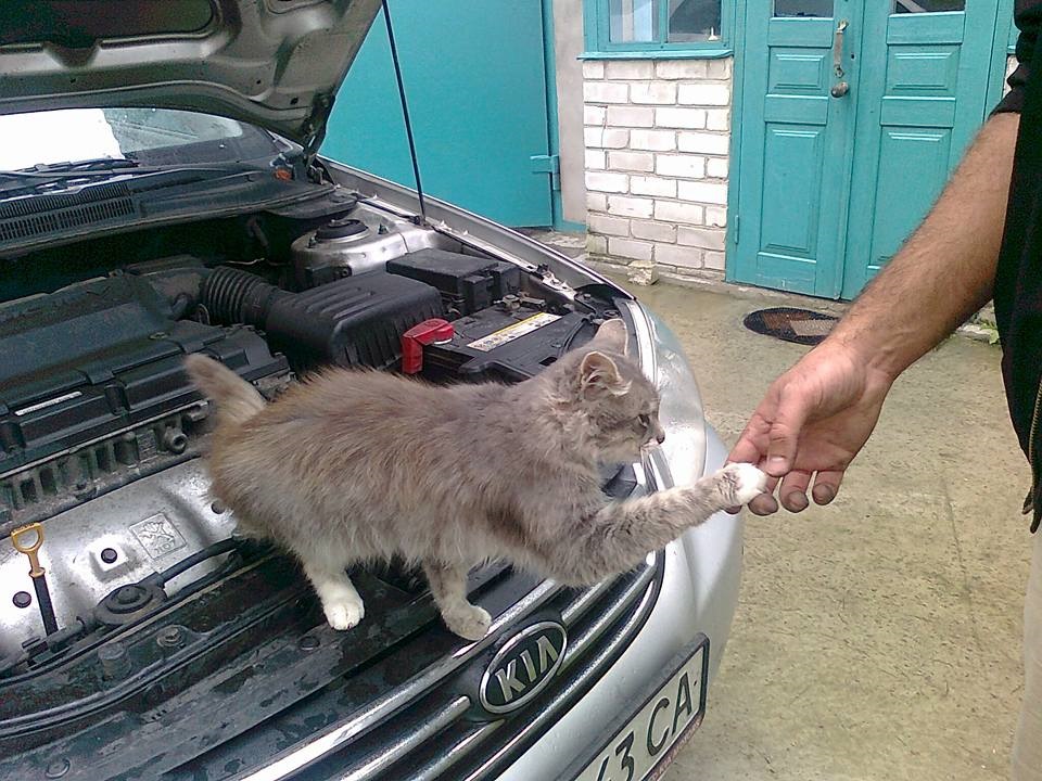 Майстер кіт 3