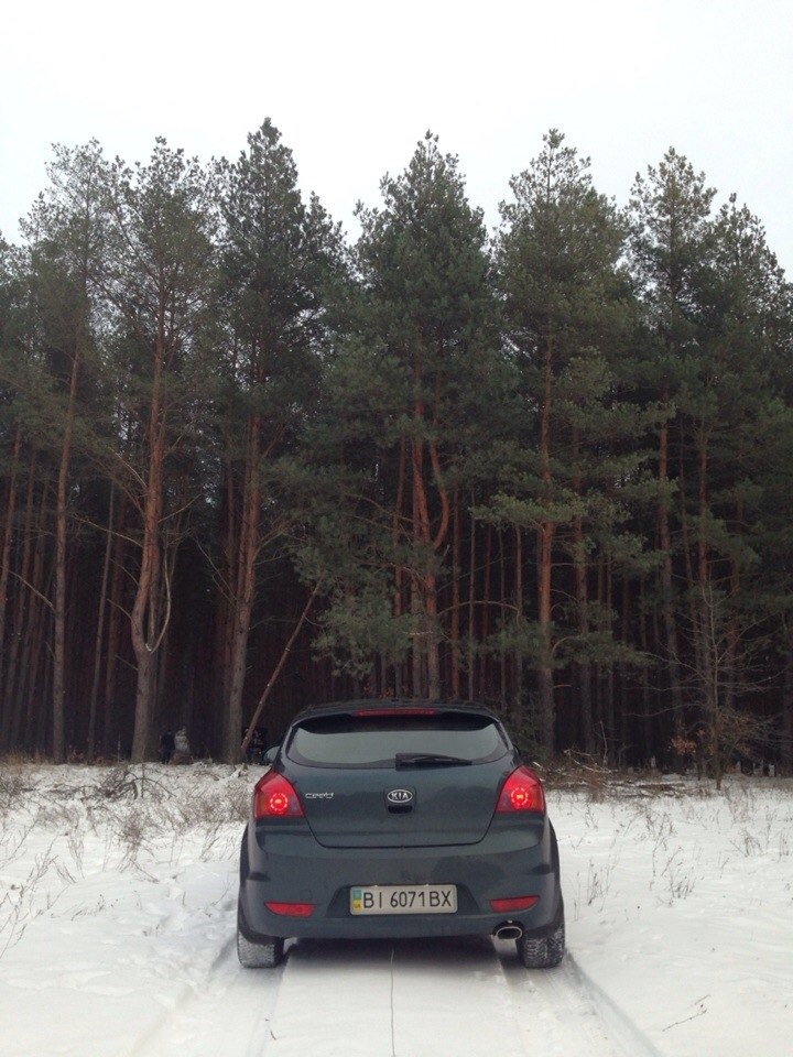 Зимовий ліс 1