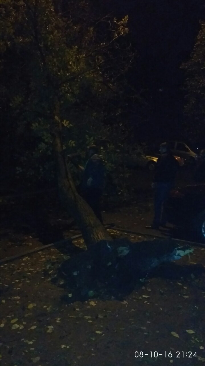 Впало дерево поруч із машиною 4
