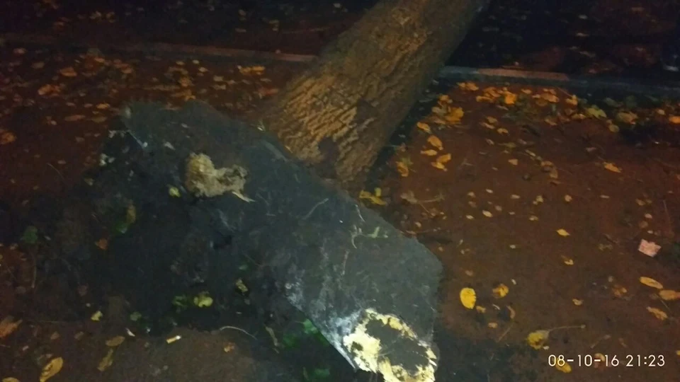 Впало дерево поруч із машиною