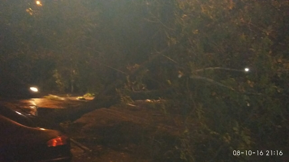 Впало дерево поруч із машиною 2