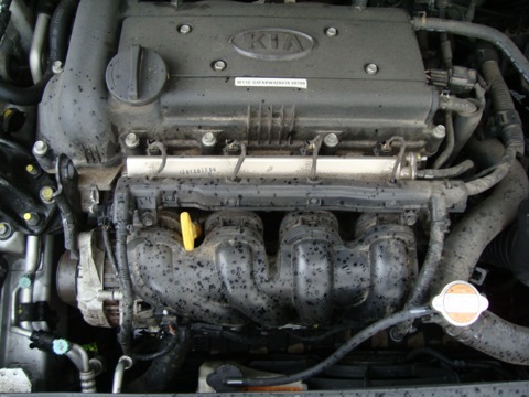 14.KIA RIO III (NEW 2012); Chip tuning консерви ST1 Paulus від Blistograd 2