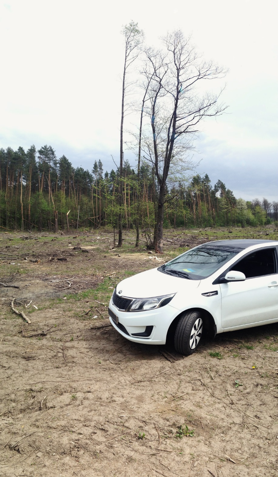 forest 5