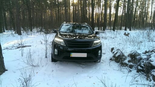 Лісова фотосесія 1