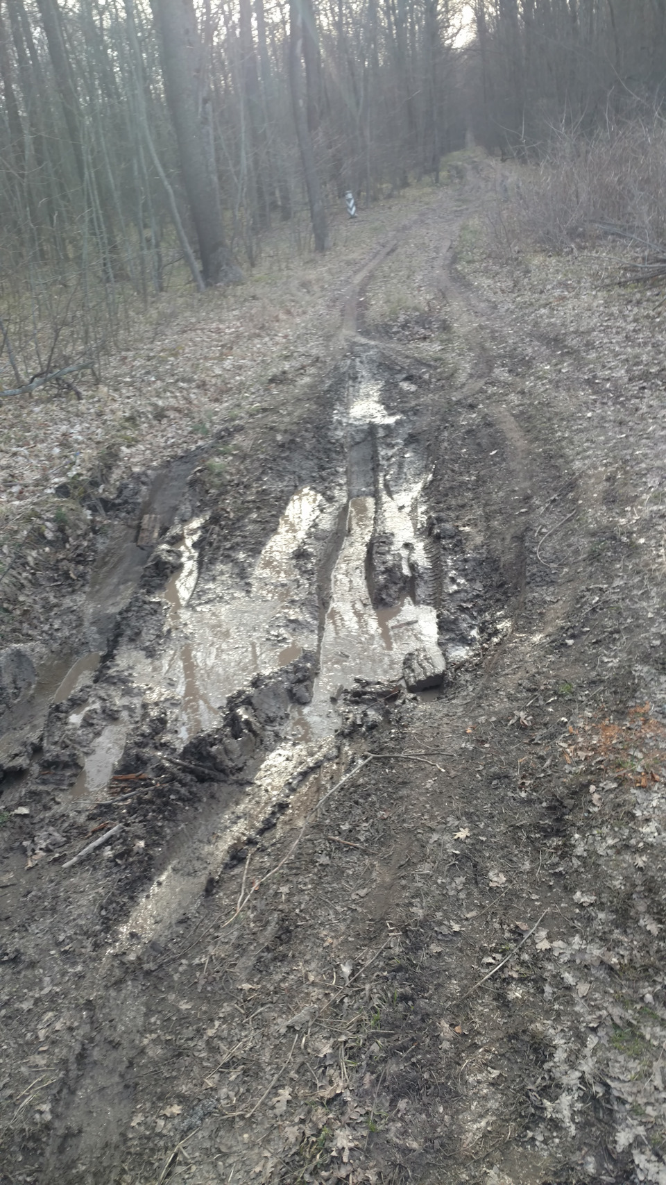 Покотушка вихідного дня 30км по лісах 5