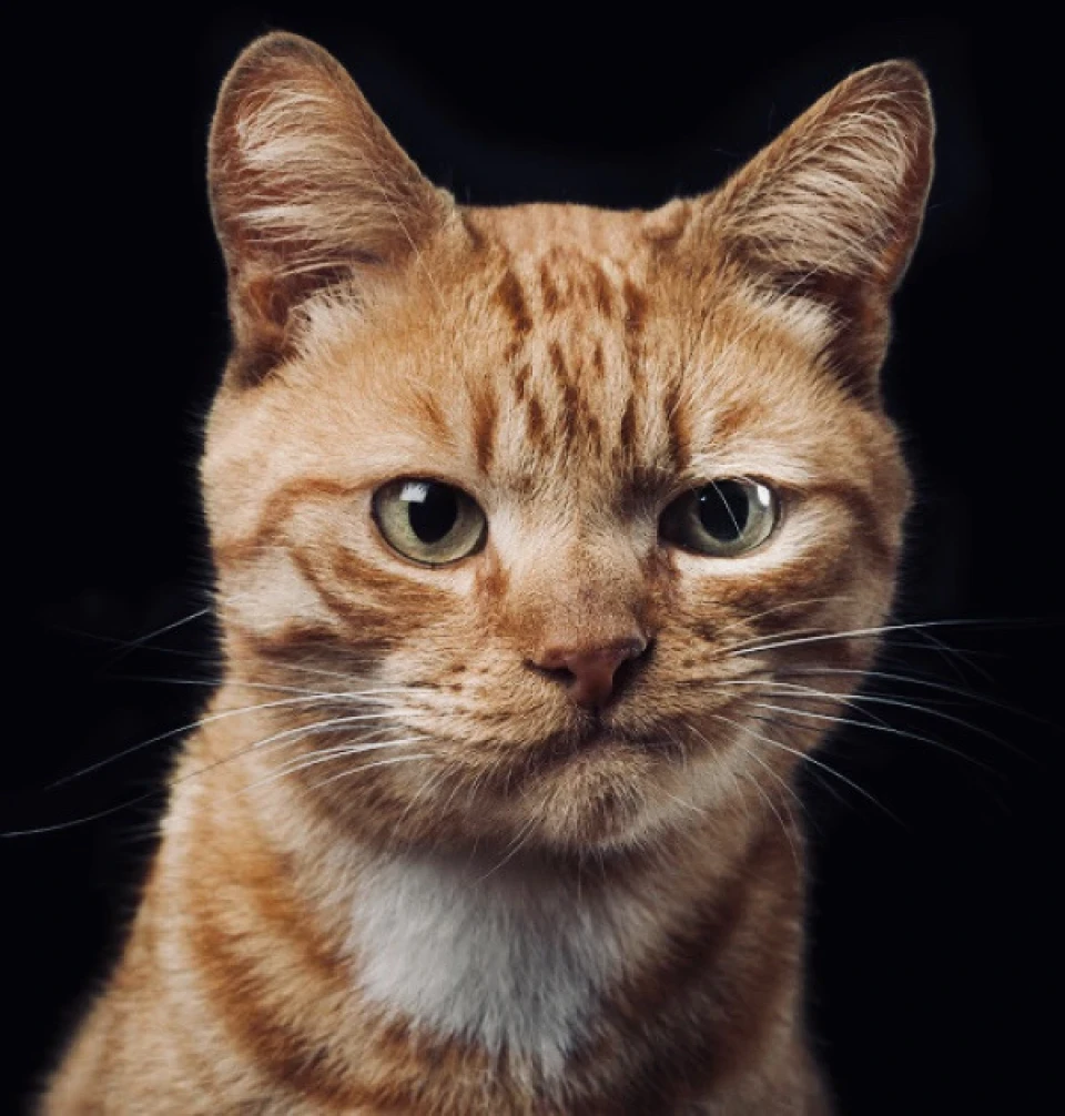 Кошаки. 🐈