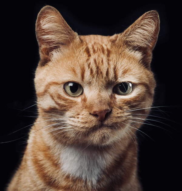 Кошаки. 🐈 1