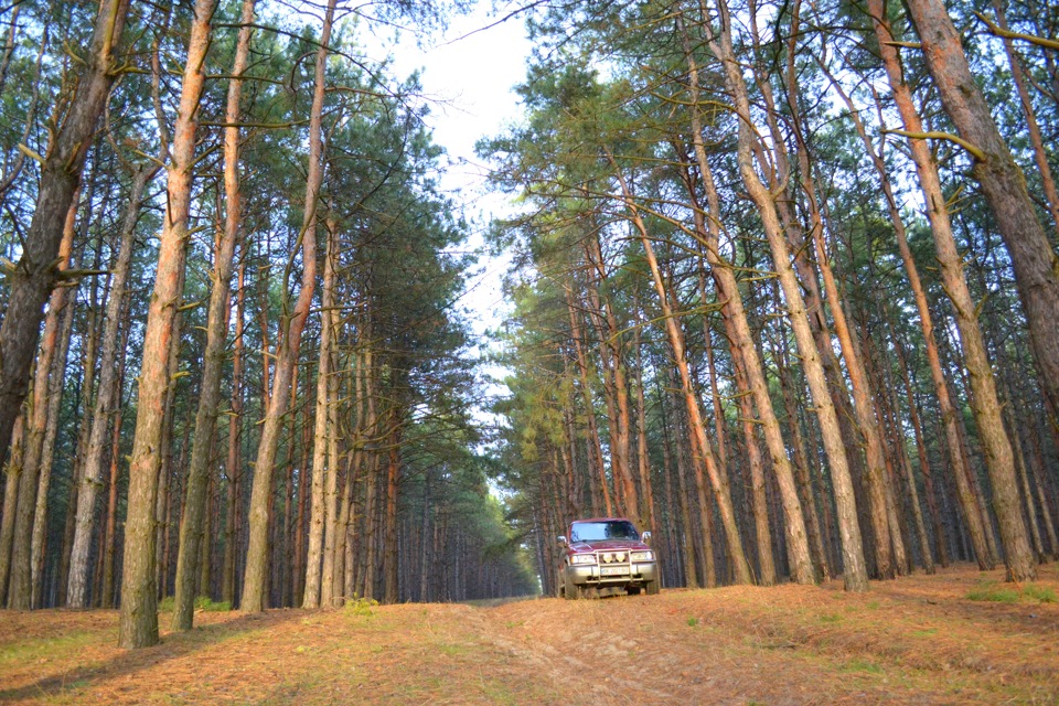 Вилазка до лісу 3