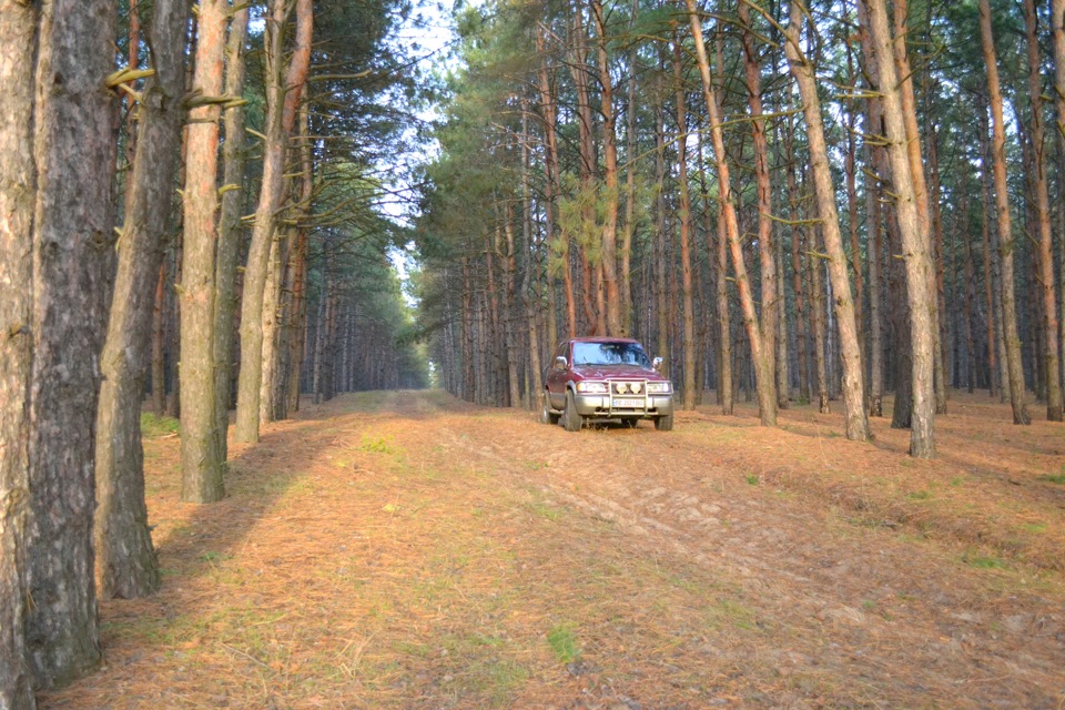 Вилазка до лісу 4