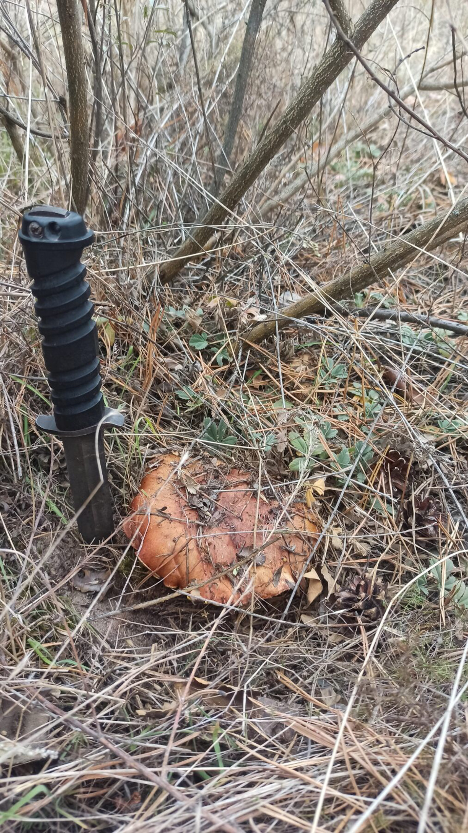 Закриття грибного сезону 5