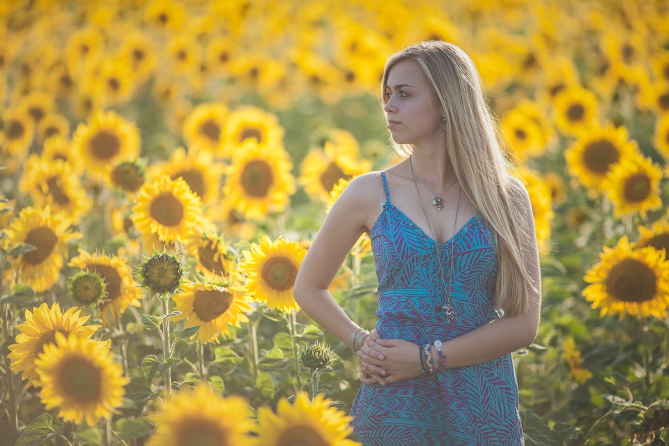 Sunflowers 1