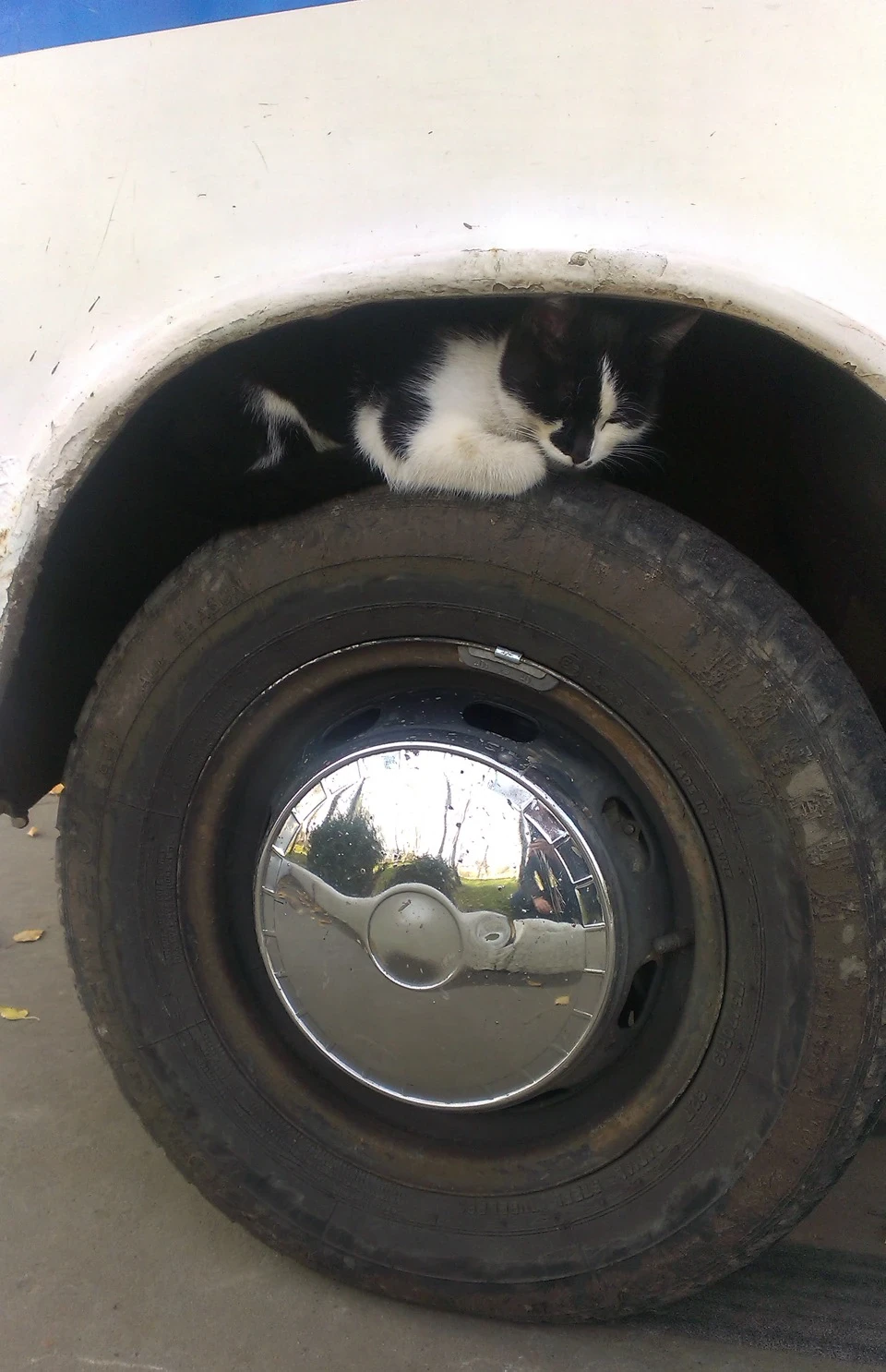 Попадос.