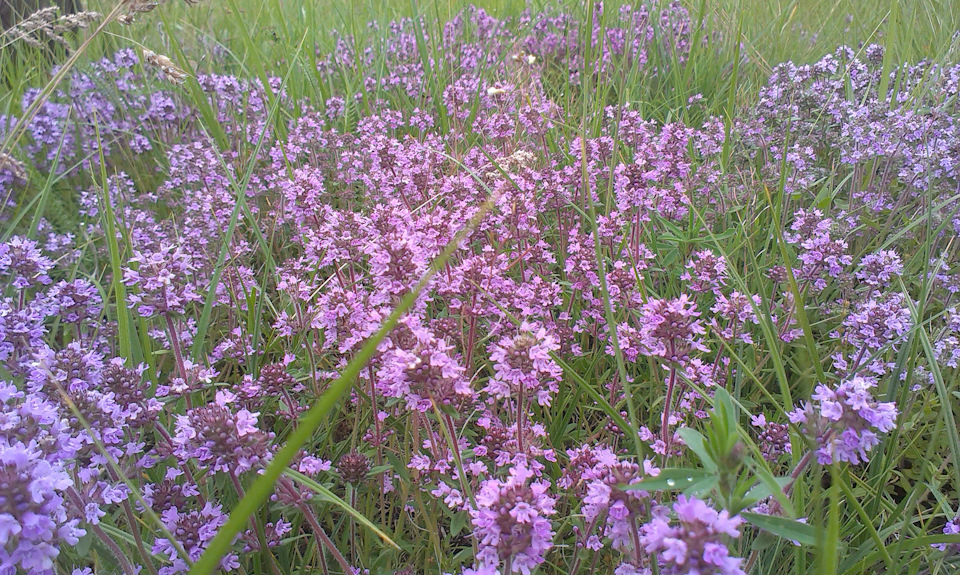 Прокаталися з батьками на природу) 4