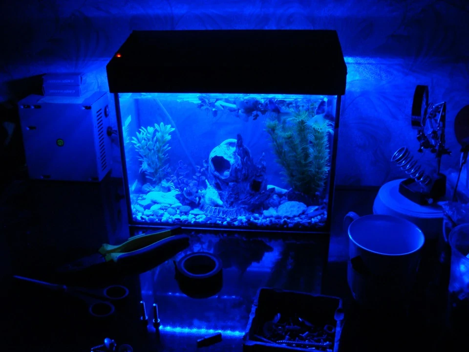 було прокачено заодно з фарами акваріум