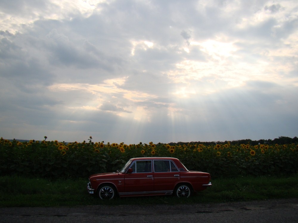 Среди подсолнухов. 3