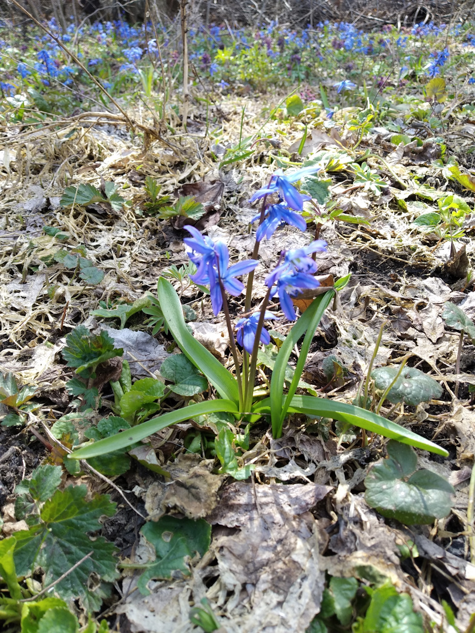 Невеликий фотосет на дачі) 4