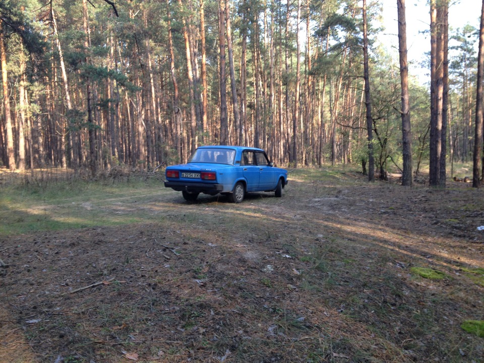 Прокатиля в ліс. 5