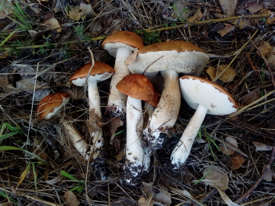 У ліс, за грибами 4